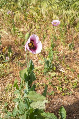 Bir bahar sabahı vahşi kırmızı ve mor haşhaş tarlası. Tenerife, Kanarya Adaları, İspanya