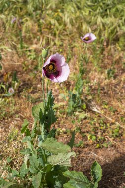 Bir bahar sabahı vahşi kırmızı ve mor haşhaş tarlası. Tenerife, Kanarya Adaları, İspanya