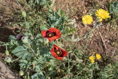 Bir bahar sabahı vahşi kırmızı ve mor haşhaş tarlası. Tenerife, Kanarya Adaları, İspanya