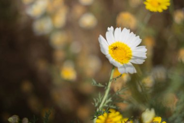 Bir yaz sabahı beyaz papatya tarlası. Tenerife, Kanarya Adaları, İspanya