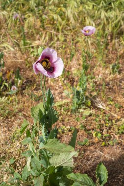 Bir bahar sabahı vahşi kırmızı ve mor haşhaş tarlası. Tenerife, Kanarya Adaları, İspanya