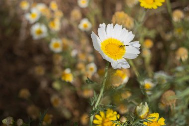 Bir yaz sabahı beyaz papatya tarlası. Tenerife, Kanarya Adaları, İspanya