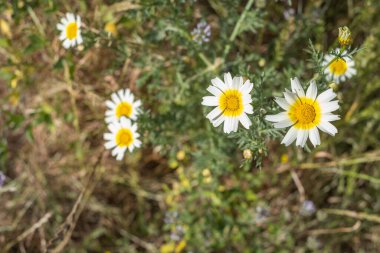Bir yaz sabahı beyaz papatya tarlası. Tenerife, Kanarya Adaları, İspanya