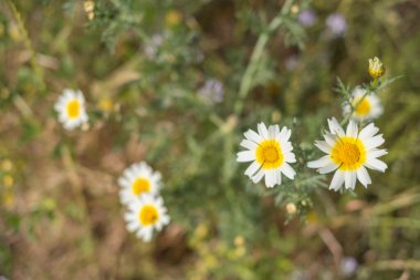 Bir yaz sabahı beyaz papatya tarlası. Tenerife, Kanarya Adaları, İspanya