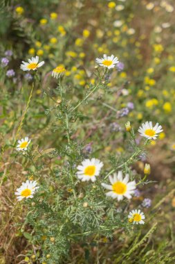 Bir yaz sabahı beyaz papatya tarlası. Tenerife, Kanarya Adaları, İspanya