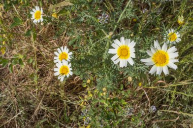 Bir yaz sabahı beyaz papatya tarlası. Tenerife, Kanarya Adaları, İspanya