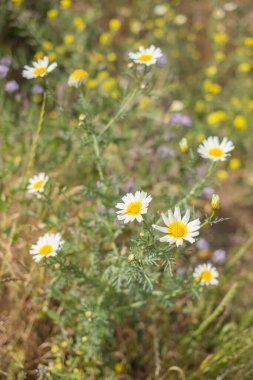 Bir yaz sabahı beyaz papatya tarlası. Tenerife, Kanarya Adaları, İspanya