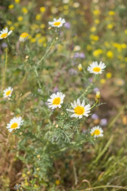 Bir yaz sabahı beyaz papatya tarlası. Tenerife, Kanarya Adaları, İspanya