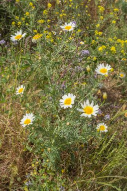 Bir yaz sabahı beyaz papatya tarlası. Tenerife, Kanarya Adaları, İspanya