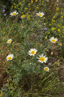 Bir yaz sabahı beyaz papatya tarlası. Tenerife, Kanarya Adaları, İspanya