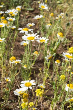 Bir yaz sabahı beyaz papatya tarlası. Tenerife, Kanarya Adaları, İspanya