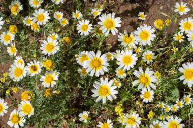 Bir yaz sabahı beyaz papatya tarlası. Tenerife, Kanarya Adaları, İspanya
