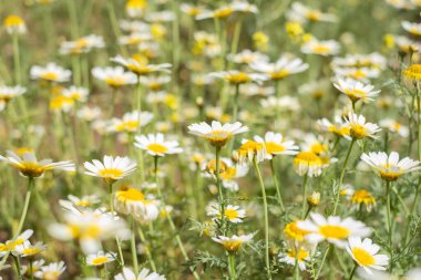 Bir yaz sabahı beyaz papatya tarlası. Tenerife, Kanarya Adaları, İspanya