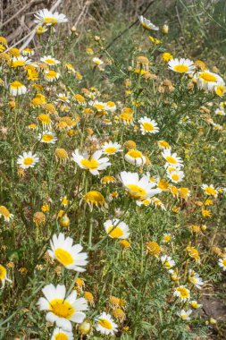 Bir yaz sabahı beyaz papatya tarlası. Tenerife, Kanarya Adaları, İspanya