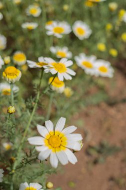 Bir yaz sabahı beyaz papatya tarlası. Tenerife, Kanarya Adaları, İspanya