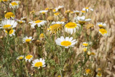 Bir yaz sabahı beyaz papatya tarlası. Tenerife, Kanarya Adaları, İspanya