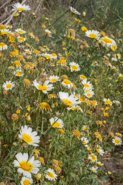 Bir yaz sabahı beyaz papatya tarlası. Tenerife, Kanarya Adaları, İspanya