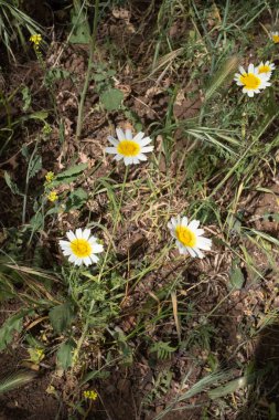 Bir yaz sabahı beyaz papatya tarlası. Tenerife, Kanarya Adaları, İspanya