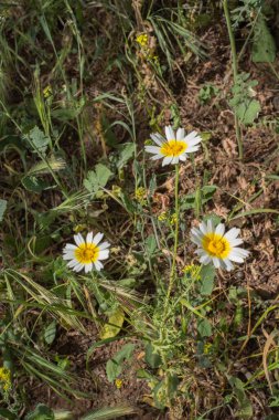 Bir yaz sabahı beyaz papatya tarlası. Tenerife, Kanarya Adaları, İspanya