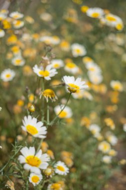 Bir yaz sabahı beyaz papatya tarlası. Tenerife, Kanarya Adaları, İspanya