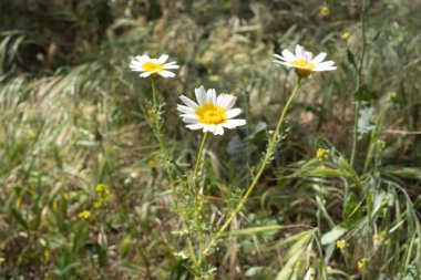 Bir yaz sabahı beyaz papatya tarlası. Tenerife, Kanarya Adaları, İspanya