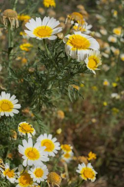 Bir yaz sabahı beyaz papatya tarlası. Tenerife, Kanarya Adaları, İspanya