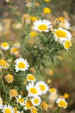 Bir yaz sabahı beyaz papatya tarlası. Tenerife, Kanarya Adaları, İspanya
