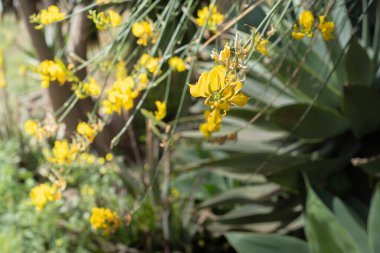 Bir bahar sabahı dallarında yabani süpürge çiçekleri. Tenerife, Kanarya Adaları, İspanya