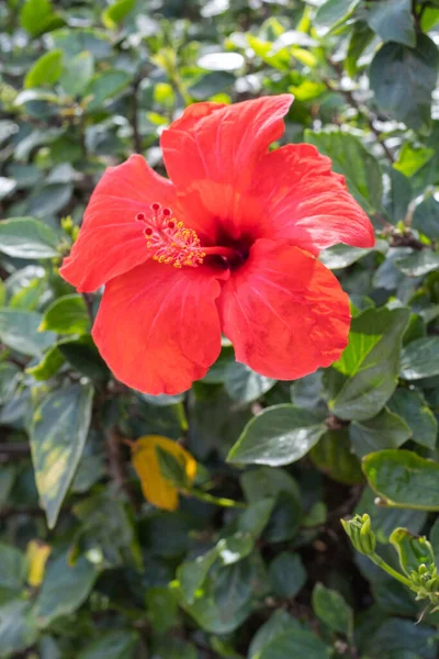 Flores Hibisco Rojo Silvestre Una Mañana Primavera Tenerife Islas Canarias —  Fotos de Stock