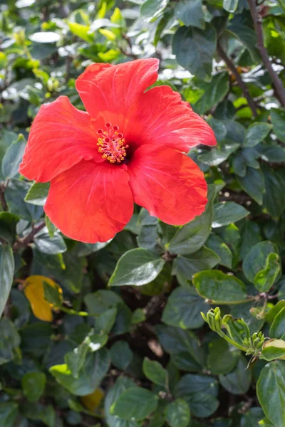 Flores Hibisco Rojo Silvestre Una Mañana Primavera Tenerife Islas Canarias —  Fotos de Stock