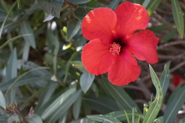 Hibiscus Rouge Sauvage Fleurit Matin Printemps Tenerife Îles Canaries Espagne — Photo