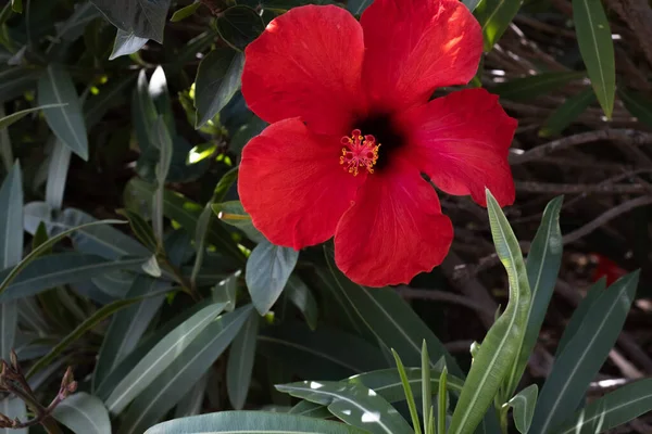 Bir bahar sabahı vahşi kırmızı amber çiçekleri. Tenerife, Kanarya Adaları, İspanya