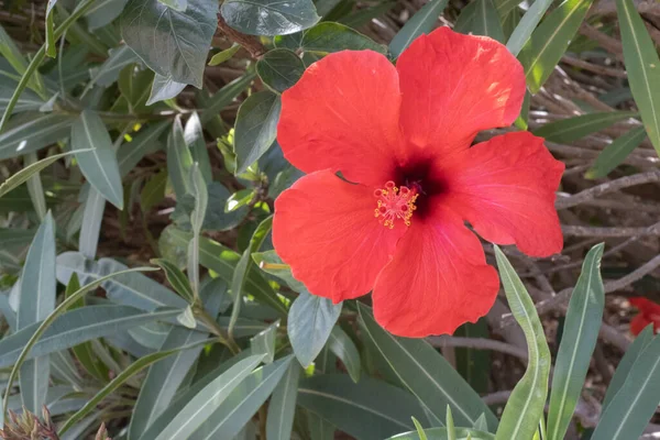 Bir bahar sabahı vahşi kırmızı amber çiçekleri. Tenerife, Kanarya Adaları, İspanya