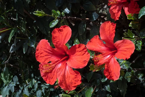 Hibiscus Rouge Sauvage Fleurit Matin Printemps Tenerife Îles Canaries Espagne — Photo