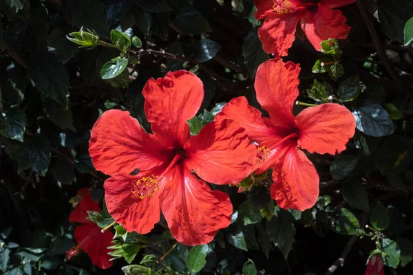 Bir bahar sabahı vahşi kırmızı amber çiçekleri. Tenerife, Kanarya Adaları, İspanya