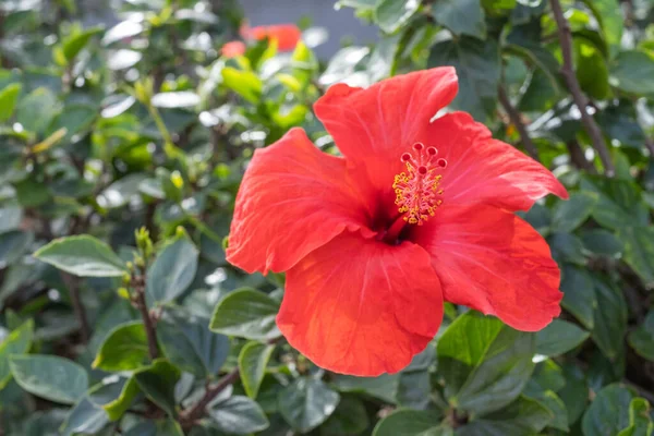 Bir bahar sabahı vahşi kırmızı amber çiçekleri. Tenerife, Kanarya Adaları, İspanya