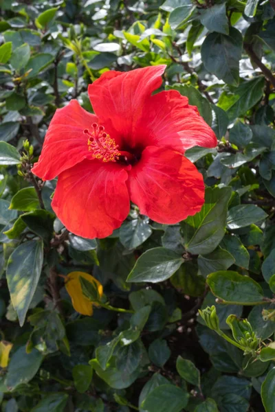 Hibiscus Rouge Sauvage Fleurit Matin Printemps Tenerife Îles Canaries Espagne — Photo