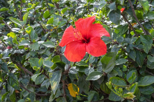 Bir bahar sabahı vahşi kırmızı amber çiçekleri. Tenerife, Kanarya Adaları, İspanya