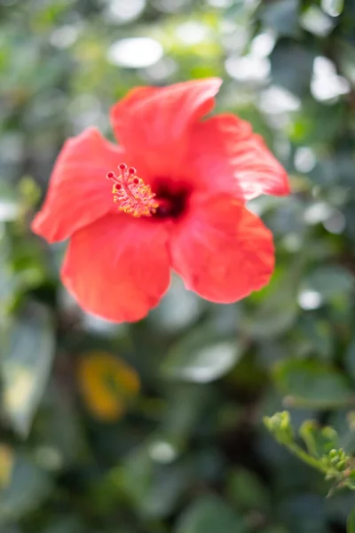 Dzikie Czerwone Kwiaty Hibiskusa Wiosenny Poranek Teneryfa Wyspy Kanaryjskie Hiszpania — Zdjęcie stockowe
