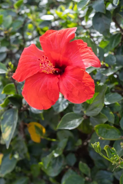 Hibiscus Rouge Sauvage Fleurit Matin Printemps Tenerife Îles Canaries Espagne — Photo