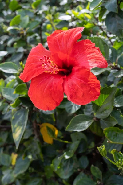 Dzikie Czerwone Kwiaty Hibiskusa Wiosenny Poranek Teneryfa Wyspy Kanaryjskie Hiszpania — Zdjęcie stockowe