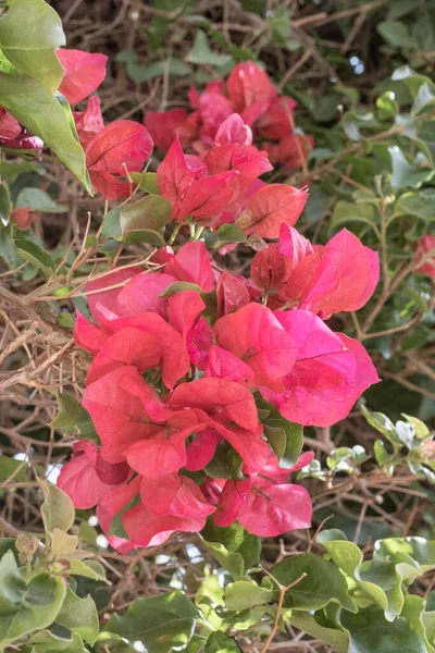 Wild Magenta Bougainvillea Flowers Spring Morning Tenerife Canary Islands Spain — Foto de Stock