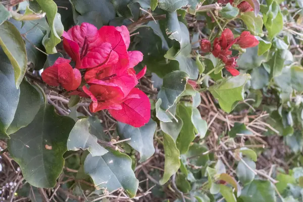 春天的早晨 野洋红色的花盛开了 Tenerife 加那利群岛 西班牙 — 图库照片