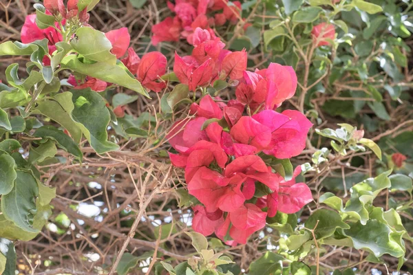 Vad Lila Bougainvillea Virágok Egy Tavaszi Reggelen Tenerife Kanári Szigetek — Stock Fotó