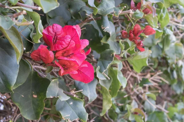 Magenta Bougainvillier Sauvage Fleurit Matin Printemps Tenerife Îles Canaries Espagne — Photo