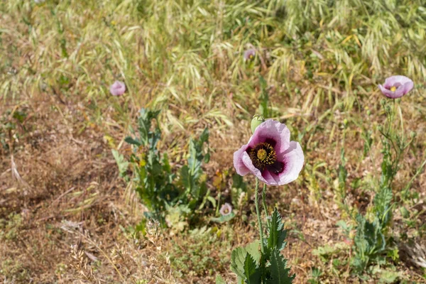 Bir bahar sabahı vahşi kırmızı ve mor haşhaş tarlası. Tenerife, Kanarya Adaları, İspanya