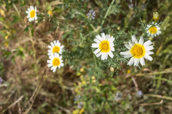 Bir yaz sabahı beyaz papatya tarlası. Tenerife, Kanarya Adaları, İspanya
