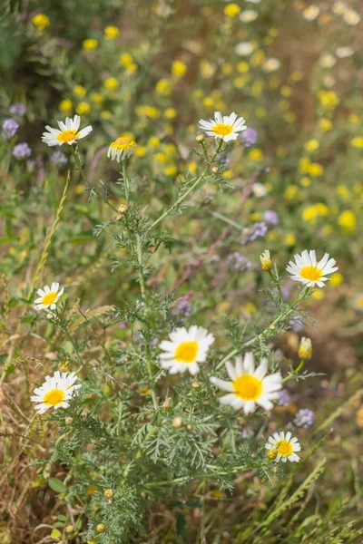 Bir yaz sabahı beyaz papatya tarlası. Tenerife, Kanarya Adaları, İspanya