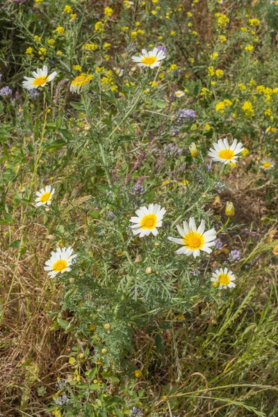Bir yaz sabahı beyaz papatya tarlası. Tenerife, Kanarya Adaları, İspanya