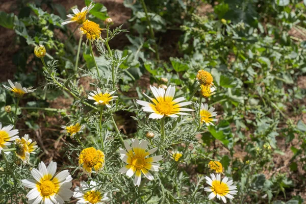 Bir yaz sabahı beyaz papatya tarlası. Tenerife, Kanarya Adaları, İspanya